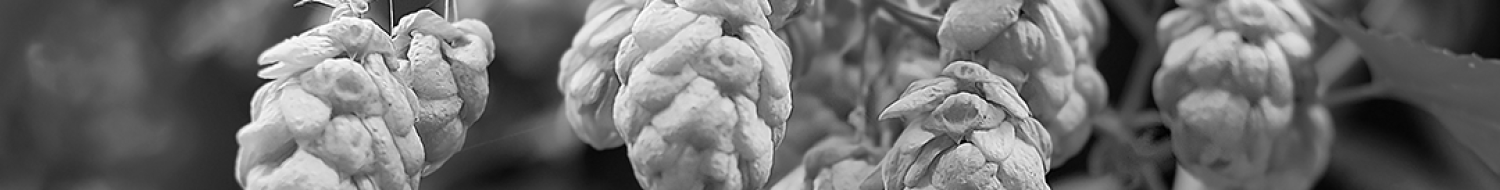 hops-FAQ-NAO houblons-nao